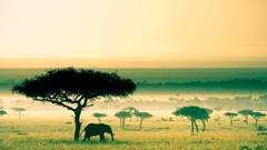 Africa Kenya savannah elephant nature landscape Animals