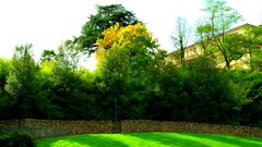 Albi Trees grass wall