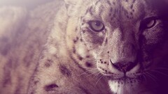 Animals big cats snow leopard