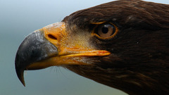 Animals Birds hawk (animal)