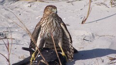 Animals Birds nature hawk (animal)