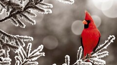 Animals Birds snow cardinals frost cold ice Plants winter