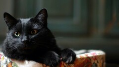 Animals black cats cats