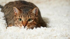 Animals carpets cats