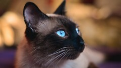 Animals cats closeup Siamese cats blue eyes