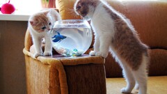 Animals cats goldfish fishbowls