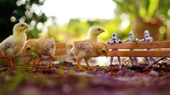 Animals Chickens clone trooper Birds star wars humor