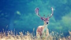 Animals deer antlers blue