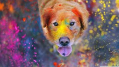 Animals dog paint splatter colorful tongues bokeh dust