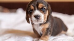 Animals dog pet Puppies baby animals closeup