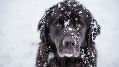 Animals dog snow good boy