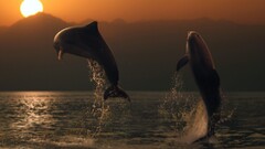 Animals dolphin Sea sunset