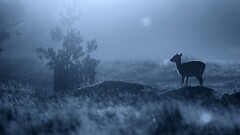Animals fawns depth of field blue nature silhouette baby animals
