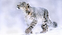 Animals feline nature leopard (animal)