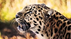 Animals feline nature leopard (animal)