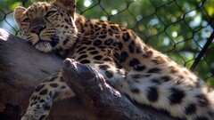 Animals fence branch bokeh leopard (animal)