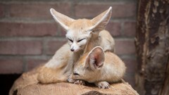 Animals fennec fox