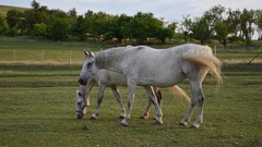 Animals horse nature sunlight sun relaxing sky orange landscape