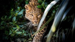 Animals leaves leopard (animal)