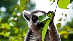 Animals lemurs leaves