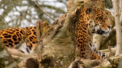 Animals leopard (animal) big cats Mammals