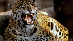 Animals leopard (animal) big cats Mammals