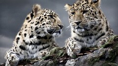 Animals leopard (animal) Mammals big cats