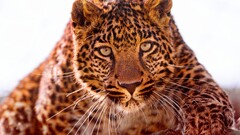 Animals leopard (animal) Mammals big cats