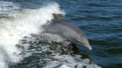 Animals Mammals dolphin