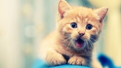 Animals nature cats surprised bokeh depth of field