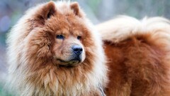 Animals newfoundland dog Mammals