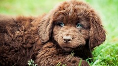 Animals newfoundland dog