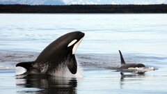 Animals Orca Sea nature