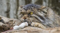 Animals Pallas's Cat cats Mammals