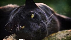 Animals panthers big cats Mammals Zaanse Schans animal eyes