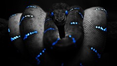 Animals snake selective coloring Boa constrictor reptile