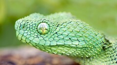 Animals snake wildlife Reptiles nature vipers