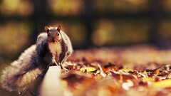 Animals squirrel leaves fallen leaves Mammals outdoors