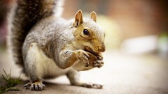 Animals squirrel Mammals sciuridae