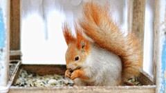 Animals squirrel Mammals sciuridae