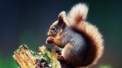 Animals squirrel Mammals sciuridae