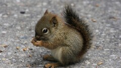 Animals squirrel sciuridae