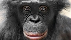 apes Animals face chimpanzees portrait brown eyes black hair