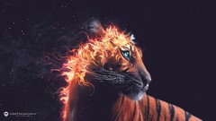artwork Animals digital art tiger fire Desktopography Mammals