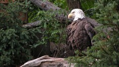 bald eagle Animals Birds Eagles