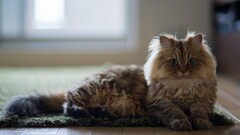 ben torode carpets Animals cats