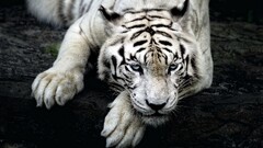 big cats tiger Animals nature white tigers
