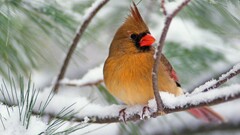 Birds Animals nature feathers wings cardinals snow closeup cold