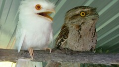 Birds Animals nature feathers wings potoo