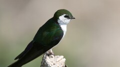 Birds Animals nature feathers wings swallow (bird)